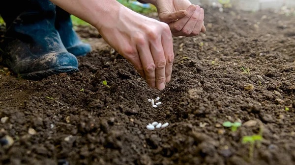 depositphotos 557656242 stock photo female hands sowing bean seeds